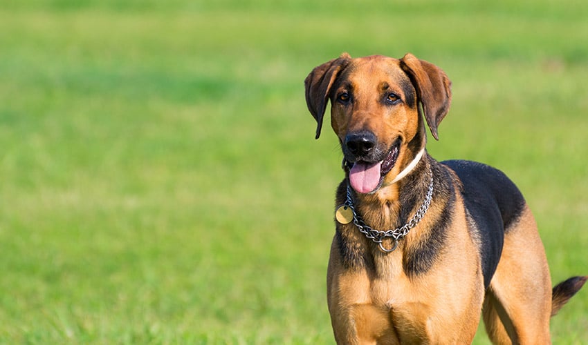 Hundekrankenversicherung